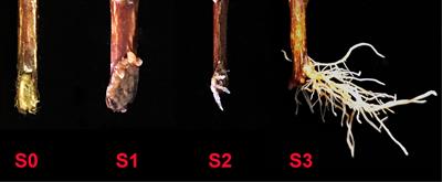 Insight into regulation of adventitious root formation by arbuscular mycorrhizal fungus and exogenous auxin in tea plant (Camellia sinensis L.) cuttings